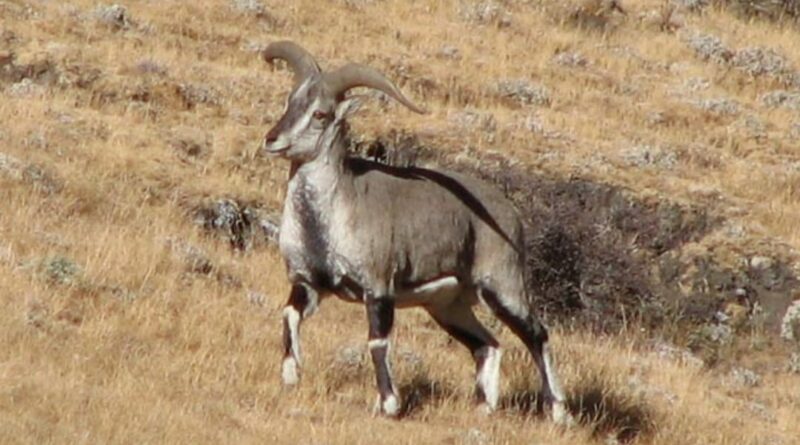 Census of blue sheep (Bharal) and Ibex (Tangor) started from Lari HIMACHAL HEADLINES