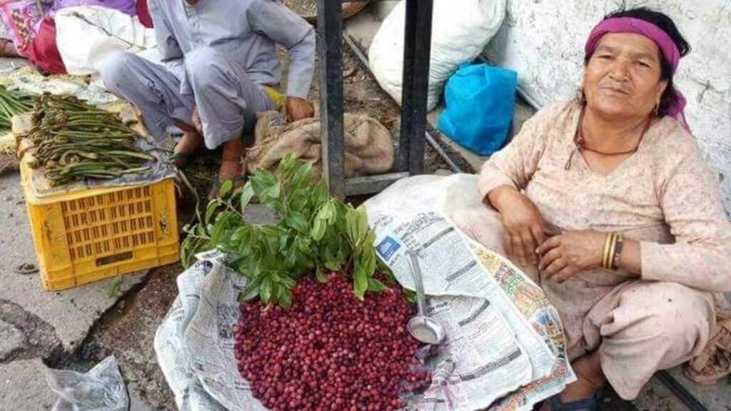 Kafal Season Delights Tourists and Supports Local Incomes in Shimla HIMACHAL HEADLINES