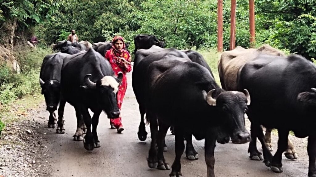 As the mercury rises, nomadic Gujjars turn to hilly areas HIMACHAL HEADLINES