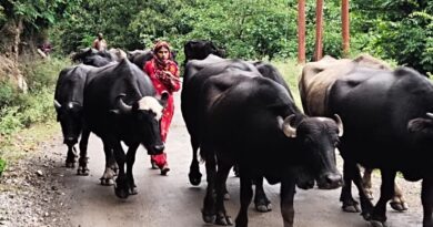 As the mercury rises, nomadic Gujjars turn to hilly areas HIMACHAL HEADLINES