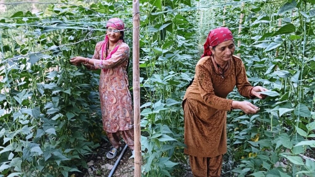 Farmers are delighted to receive good prices for French beans Farmers are delighted to receive good prices for French beans HIMACHAL HEADLINES