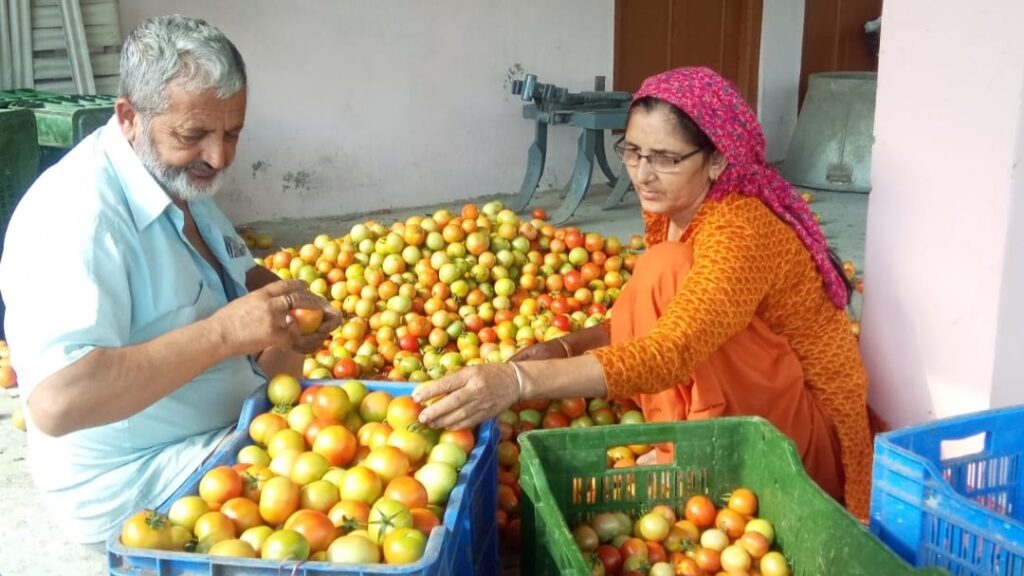 Farmers getting a good price for tomatoes HIMACHAL HEADLINES