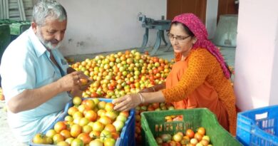 Farmers getting a good price for tomatoes HIMACHAL HEADLINES