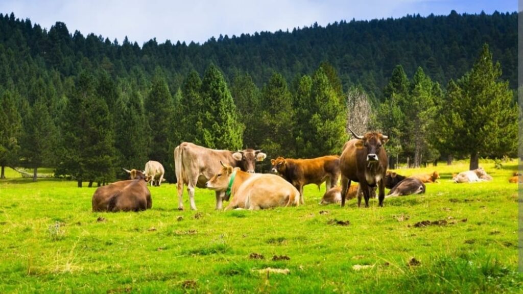 Animal Census Program in Solan from September 1 to December 31 HIMACHAL HEADLINES