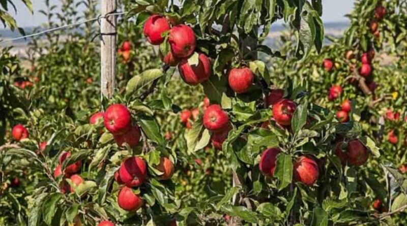Nauni varsity issues advisory for apple foliar disease management HIMACHAL HEADLINES