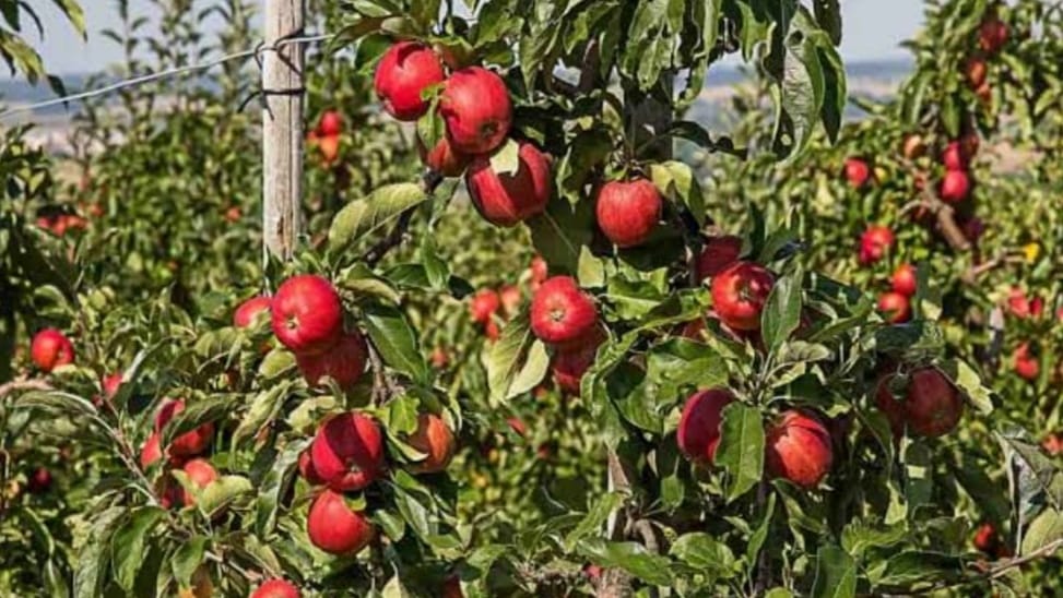 Nauni varsity issues advisory for apple foliar disease management HIMACHAL HEADLINES