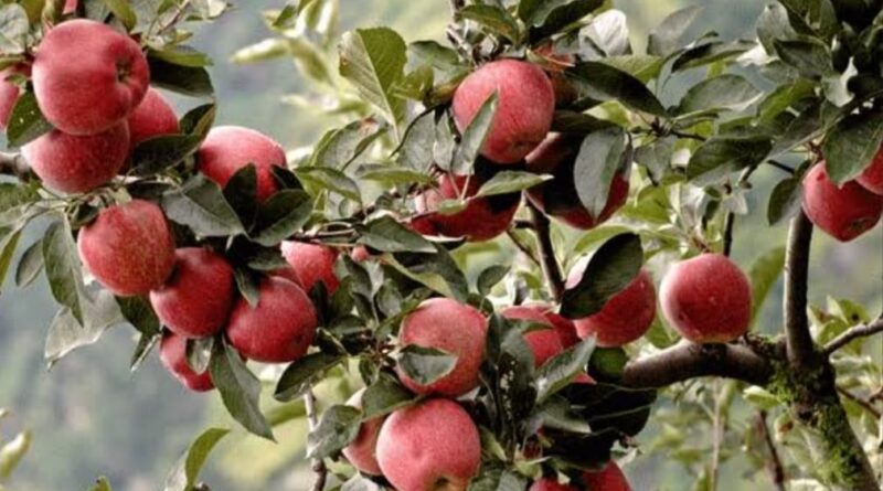 Monsoon failure causes losses to Apple Farmers in Himachal Pradesh HIMACHAL HEADLINES