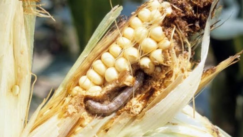 Maize farmers in Solan face devastating impact of Fall Army Worm Maize farmers in Solan face devastating impact of Fall Army Worm HIMACHAL HEADLINES