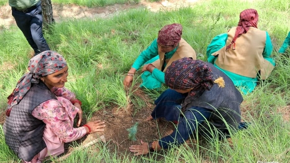 Himachal forest department launches ambitious reforestation campaign Himachal forest department launches ambitious reforestation campaign HIMACHAL HEADLINES