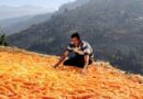 Palampur Farm University Urges Farmers to Act Early Against Fall Armyworm Threat in Maize Crop