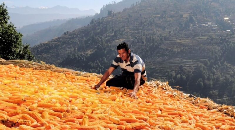 Maize crop hit badly in Himachal HIMACHAL HEADLINES