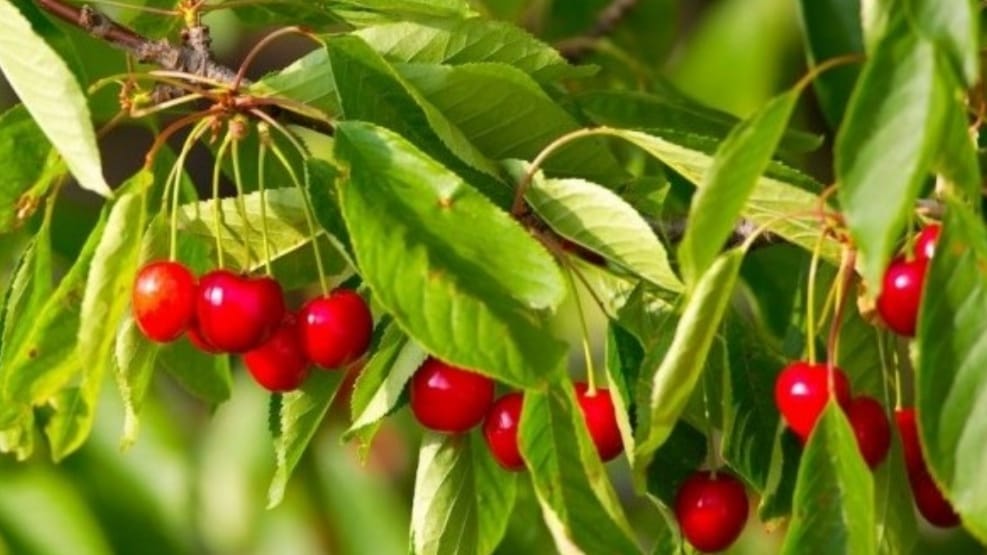 The impact of climate change on Himachal's agricultural landscape The impact of climate change on Himachal's agricultural landscape HIMACHAL HEADLINES