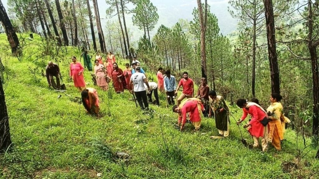 Two hundred plants of different species were planted in Khadkidhar Two hundred plants of different species were planted in Khadkidhar HIMACHAL HEADLINES