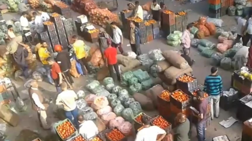 Farmers in Solan Reap Profits from Bumper Tomato Season HIMACHAL HEADLINES