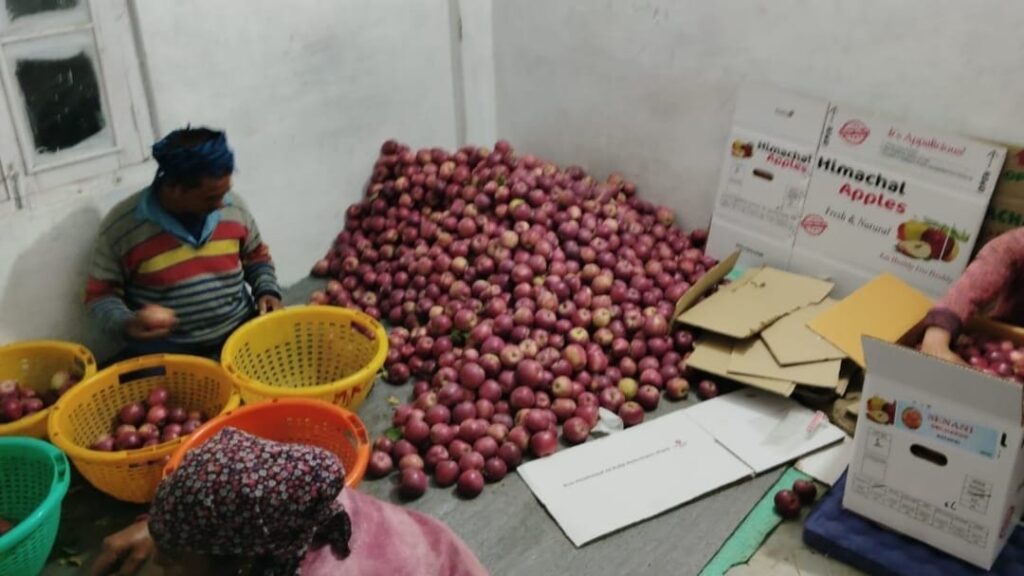 Apple economy is lifeline of Himachal, interests of orchardists will not be ignored in import policy: Sandipani HIMACHAL HEADLINES