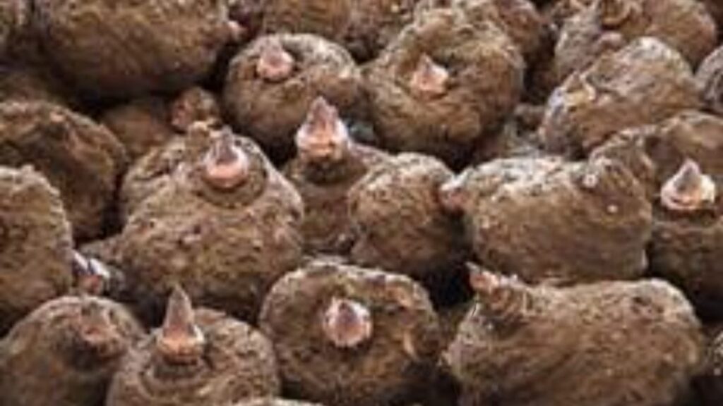 New Jimikand variety to boost farmers earning in Himachal New Jimikand variety to boost farmers earning in Himachal HIMACHAL HEADLINES