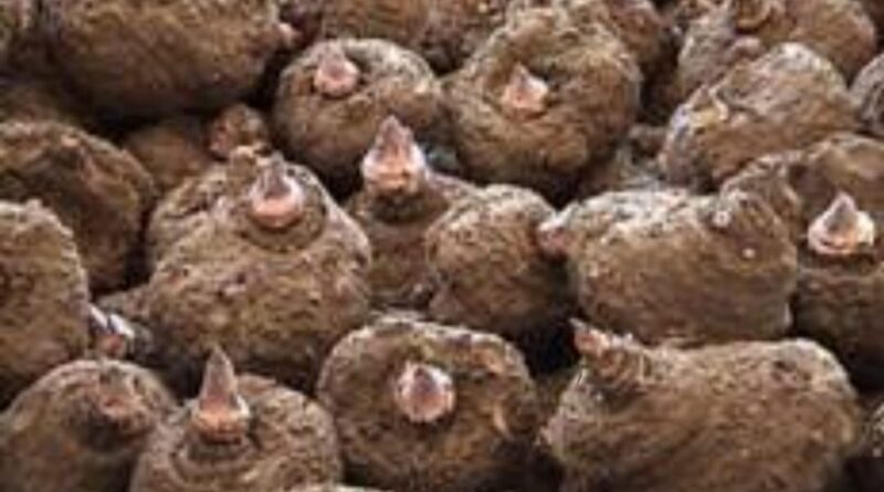 New Jimikand variety to boost farmers earning in Himachal New Jimikand variety to boost farmers earning in Himachal HIMACHAL HEADLINES