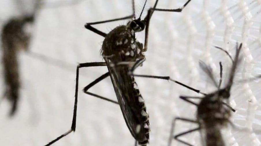 Dengue Cases Surge in Sirmaur: Over 1300 Cases Reported, Health Authorities on High Alert HIMACHAL HEADLINES