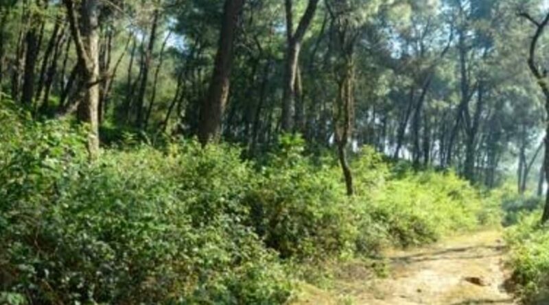 Forest clearance granted for Rajiv Gandhi dayboarding school in Nadaun Forest clearance granted for Rajiv Gandhi dayboarding school in Nadaun HIMACHAL HEADLINES