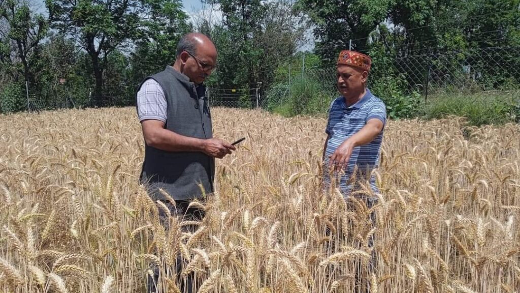 Amar Singh Pathania, a retired officer became an inspiration through natural farming Amar Singh Pathania, a retired officer became an inspiration through natural farming HIMACHAL HEADLINES