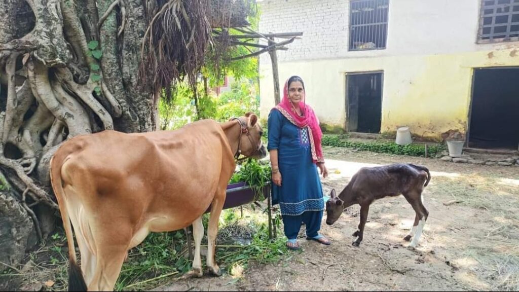 Himachal Farmers Reap Benefits from Advanced Cattle Breeding Techniques HIMACHAL HEADLINES