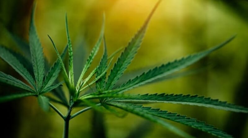 Himachal set to legalize cannabis cultivation for Industrial and Medicinal use Himachal set to legalize cannabis cultivation for Industrial and Medicinal use HIMACHAL HEADLINES