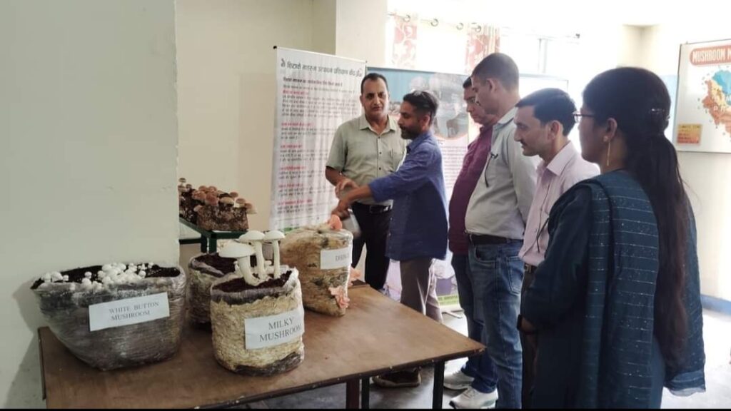 Farmers should increase their income by adopting mushroom farming Farmers should increase their income by adopting mushroom farming HIMACHAL HEADLINES