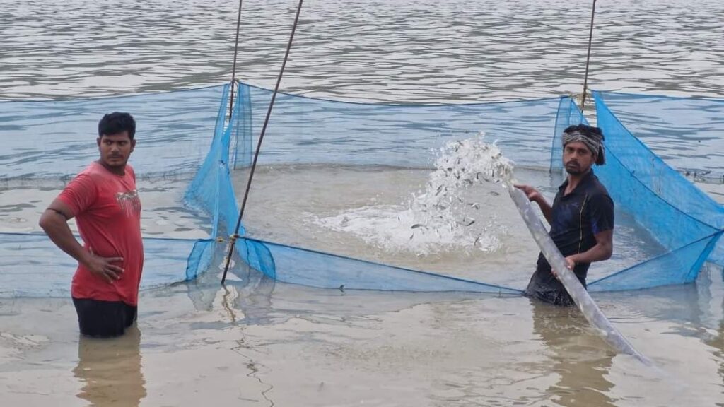 Fisheries department started planting fish seeds in Govind Sagar, 50 lakh seeds to be planted Fisheries department started planting fish seeds in Govind Sagar, 50 lakh seeds to be planted HIMACHAL HEADLINES