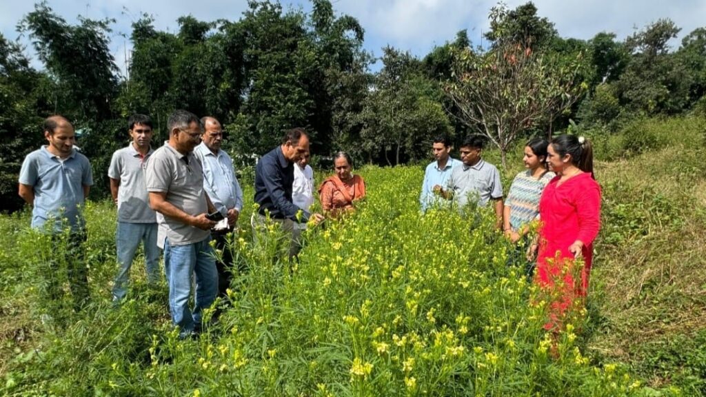 CSIR-IHBT Team Visits Farmers Cultivating Aromatic Marigold in Kangra HIMACHAL HEADLINES