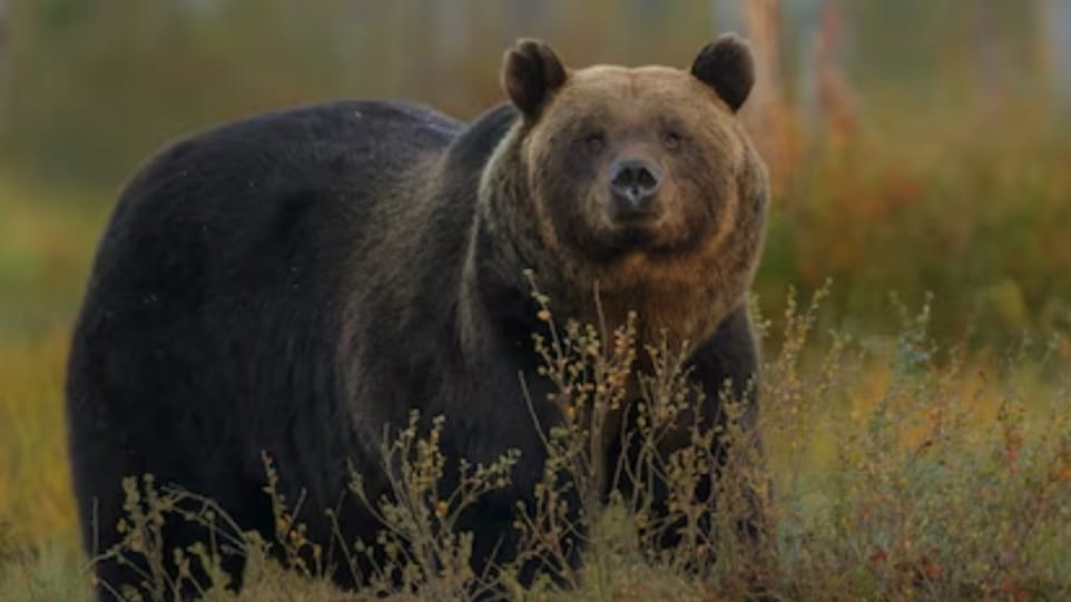 Inside the Great Himalayan Wildlife Census: A Race Against Extinction HIMACHAL HEADLINES