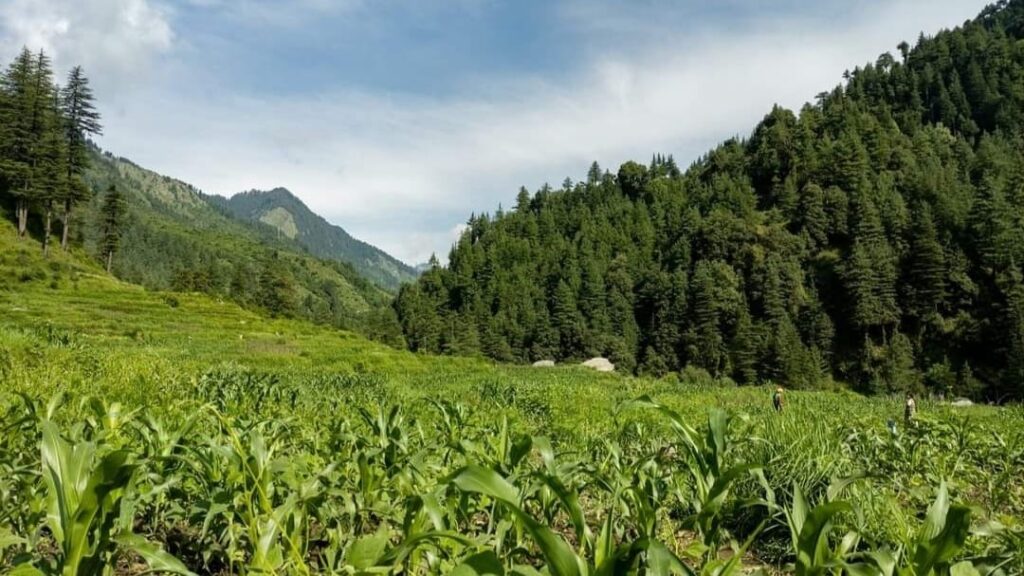 Himachal takes major step to boost natural farming, corn purchased from 400 plus farmers Himachal takes major step to boost natural farming, corn purchased from 400 plus farmers HIMACHAL HEADLINES