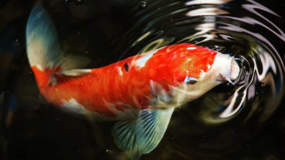 Significant growth in Carp fish farming in Himachal Significant growth in Carp fish farming in Himachal HIMACHAL HEADLINES