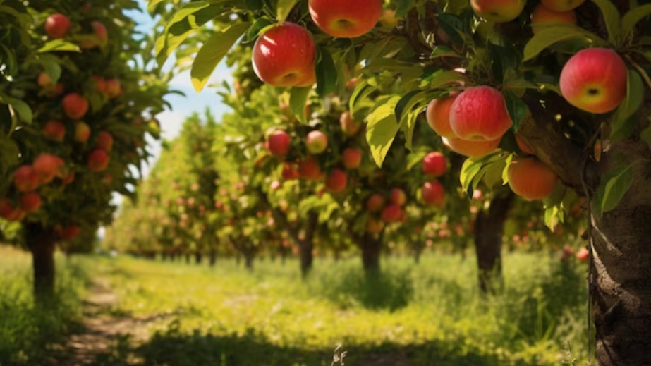 Himachal's horticulture reaches new heights with Innovation, achieves Rs. 5000 Cr revenue Himachal's horticulture reaches new heights with Innovation, achieves Rs. 5000 Cr revenue HIMACHAL HEADLINES