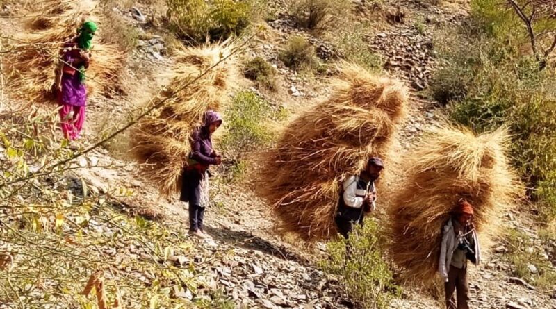 Keonthal women embrace modern tools to prepare for harsh winters Keonthal women embrace modern tools to prepare for harsh winters HIMACHAL HEADLINES