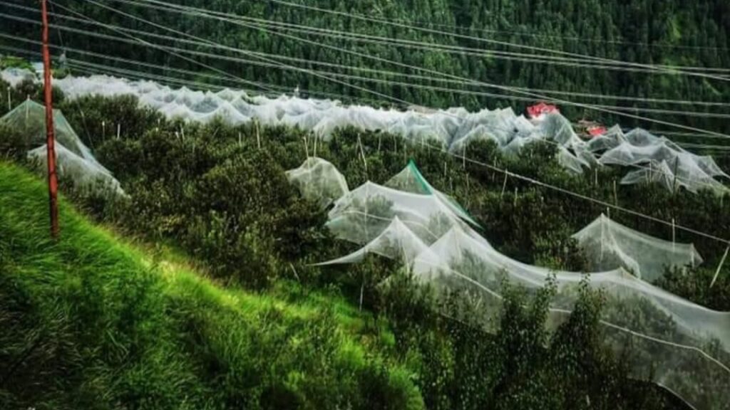 Horticulture Advisory: Protecting Fruit Plants from Adverse Winter Conditions HIMACHAL HEADLINES