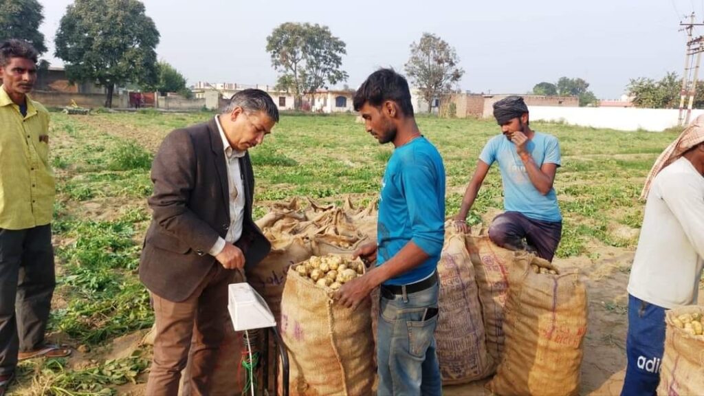 Bumper potato harvest brings prosperity to farmers in Una HIMACHAL HEADLINES