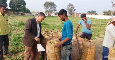 Bumper potato harvest brings prosperity to farmers in Una Bumper potato harvest brings prosperity to farmers in Una HIMACHAL HEADLINES