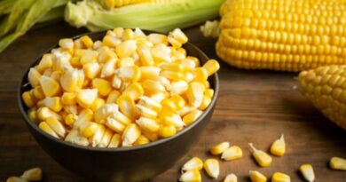 Himachal’s Agricultural Revolution: Empowering Farmers, Promoting Sustainability Himachal’s Agricultural Revolution: Empowering Farmers, Promoting Sustainability HIMACHAL HEADLINES