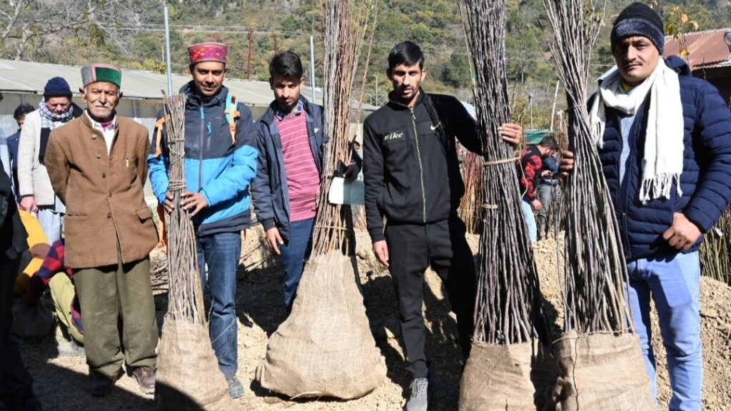 Annual temperate fruit plants sale begins at Nauni and research stations Annual temperate fruit plants sale begins at Nauni and research stations HIMACHAL HEADLINES