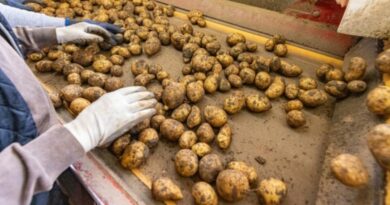 Himachal Government to set up Potato Processing Plant in Una: Sukhu Himachal Government to set up Potato Processing Plant in Una: Sukhu HIMACHAL HEADLINES