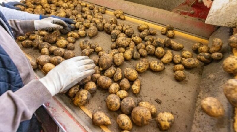 Himachal Government to set up Potato Processing Plant in Una: Sukhu HIMACHAL HEADLINES