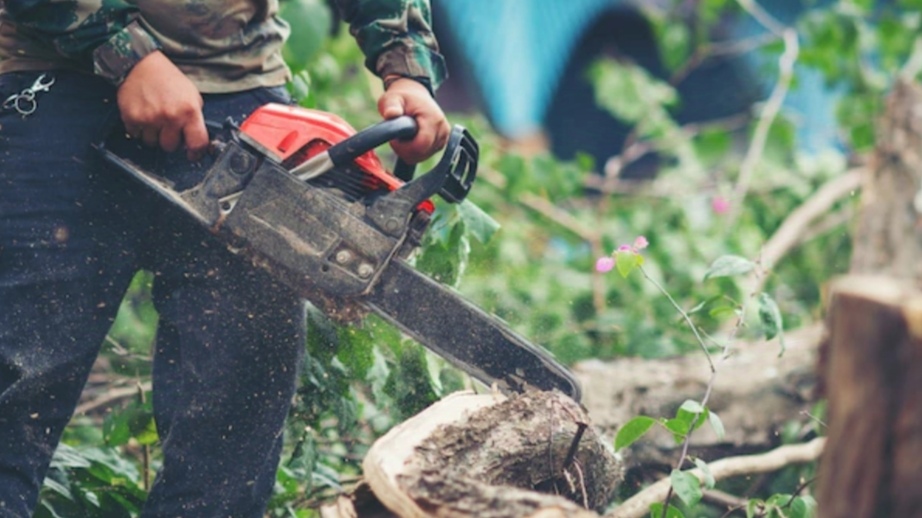 Illicit Tree Felling in Dharampur? Centre Orders Probe Amid Rising Allegations HIMACHAL HEADLINES