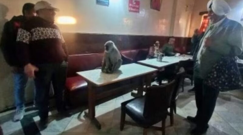When Nature Visits: Langur Stirs Up Excitement at Shimla's Indian Coffee House HIMACHAL HEADLINES