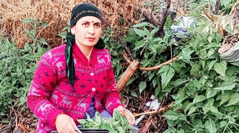 Embracing Tradition: The Winter Delicacy of Bichhu Booti Saag in Keonthal HIMACHAL HEADLINES