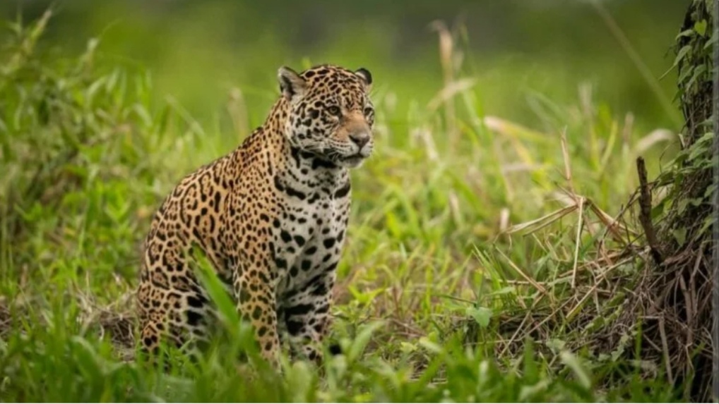 Leopard terror in Rajgarh : DFO issued advisory HIMACHAL HEADLINES