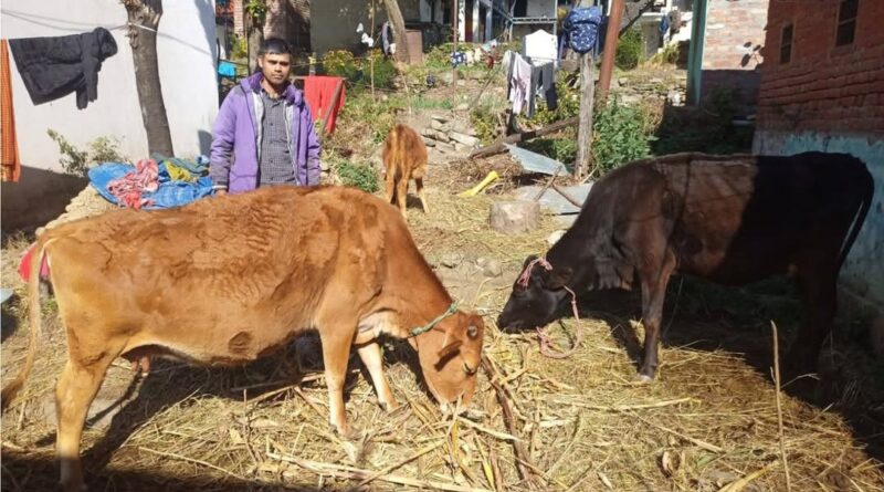 Himachal Government’s ‘Dung Prosperity Scheme’ Brings Economic Relief to Farmers HIMACHAL HEADLINES