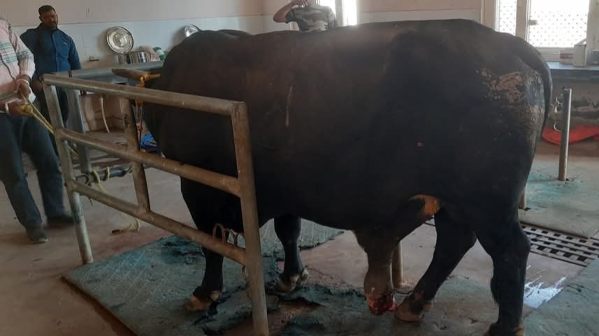 Veterinary Hospital in Laladi Performs Life-Saving Surgery, Setting New Standards in Animal Care Veterinary Hospital in Laladi Performs Life-Saving Surgery, Setting New Standards in Animal Care HIMACHAL HEADLINES