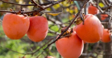 Japanese Persimmons: The New Favorite Among Himachal Pradesh Orchardists HIMACHAL HEADLINES