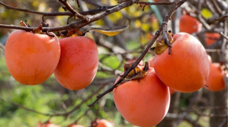 Japanese Persimmons: The New Favorite Among Himachal Pradesh Orchardists HIMACHAL HEADLINES