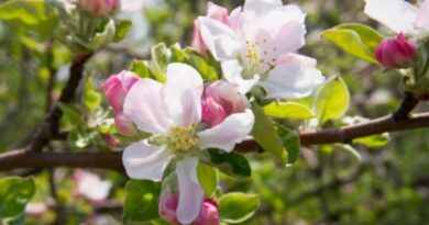 Climate Crisis in Himachal: Early Blooms, Fading Snow, and Farmer Woes HIMACHAL HEADLINES